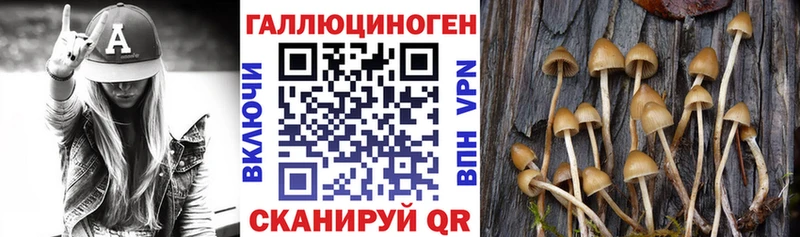 Псилоцибиновые грибы Cubensis Клинцы